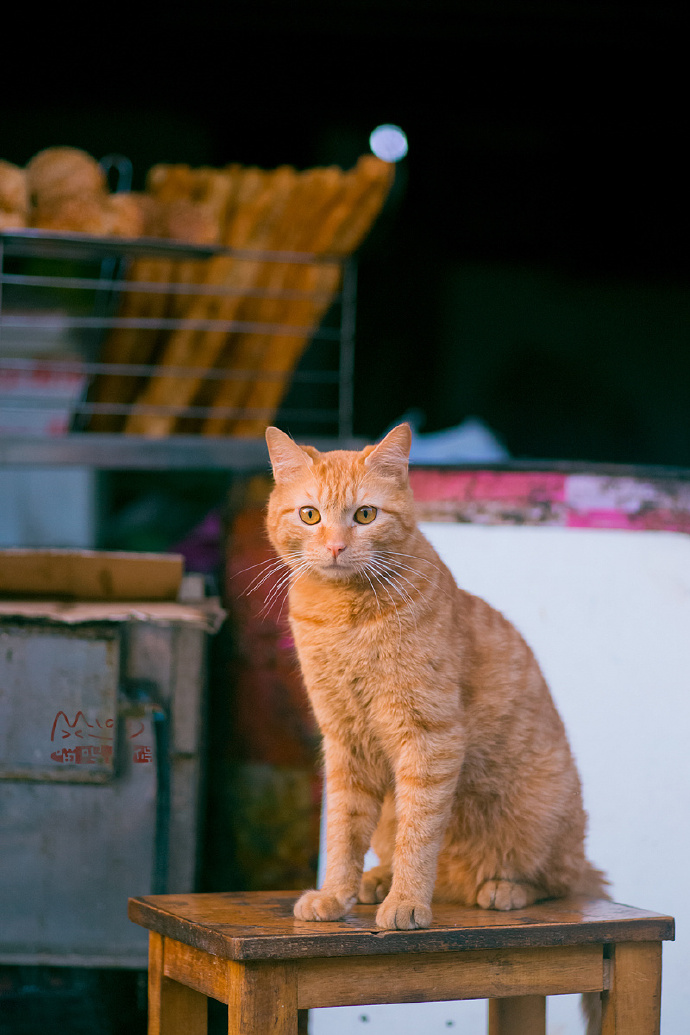 橘猫们的美丽摄影图片