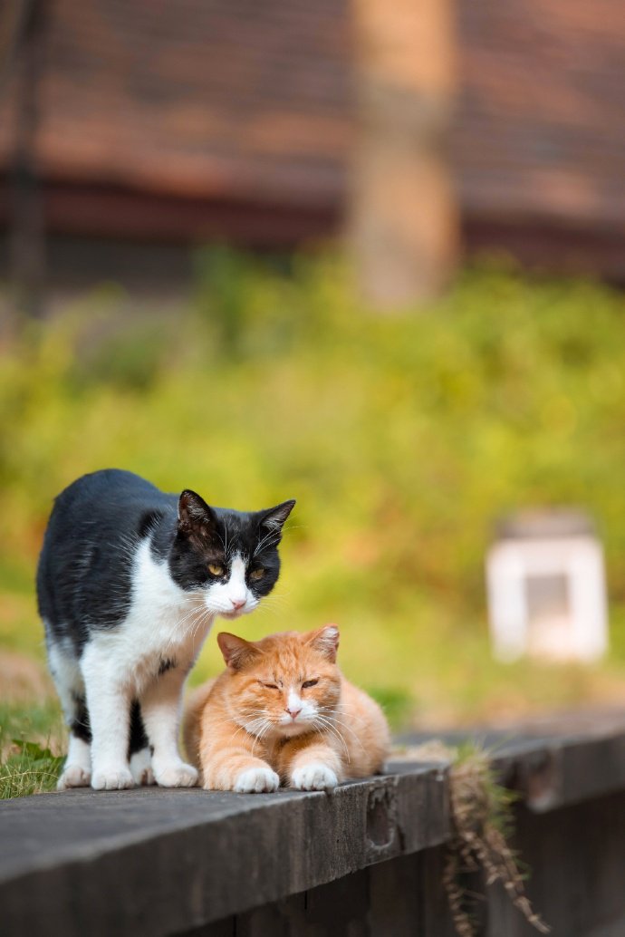 两只甜甜的猫咪图片