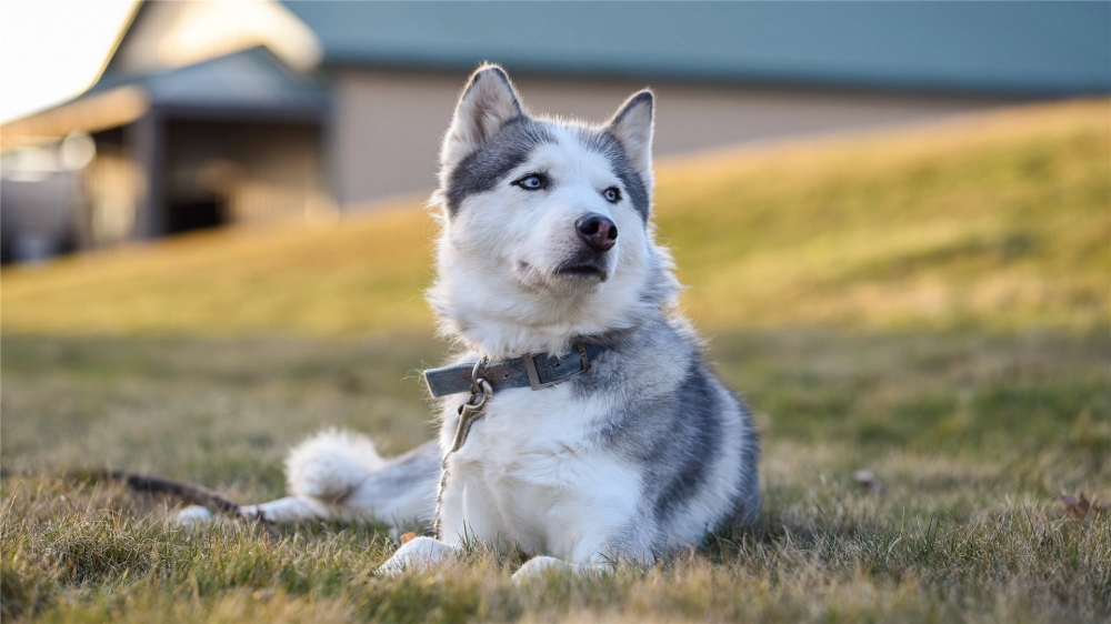 可爱的哈士奇犬高清桌面壁纸