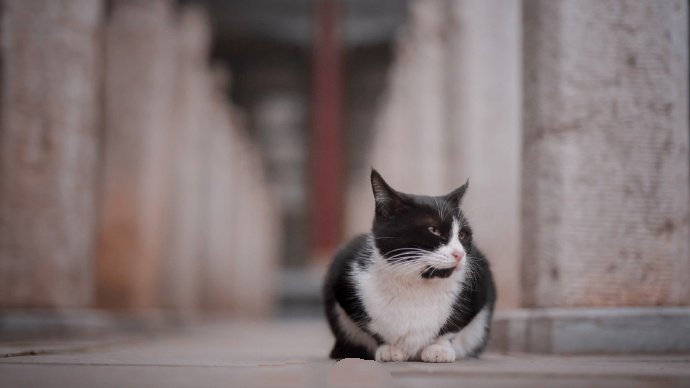 一只风华正茂的可爱猫