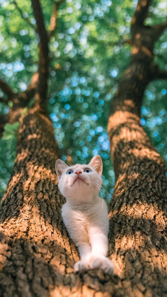 炎炎夏日送來清涼一夏的貓咪圖片