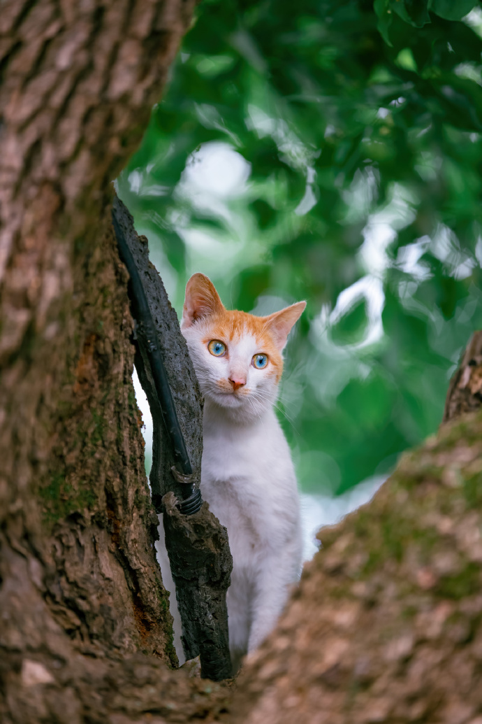 少见的辐射状双瞳双色猫咪图片