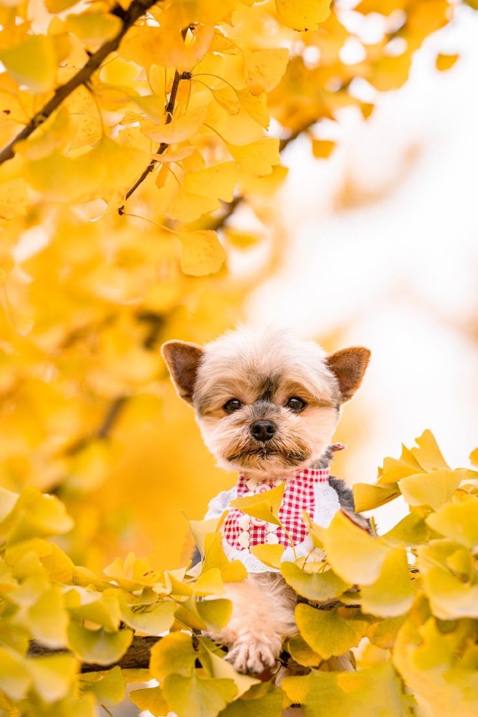 狗狗们秋天的第一张照片