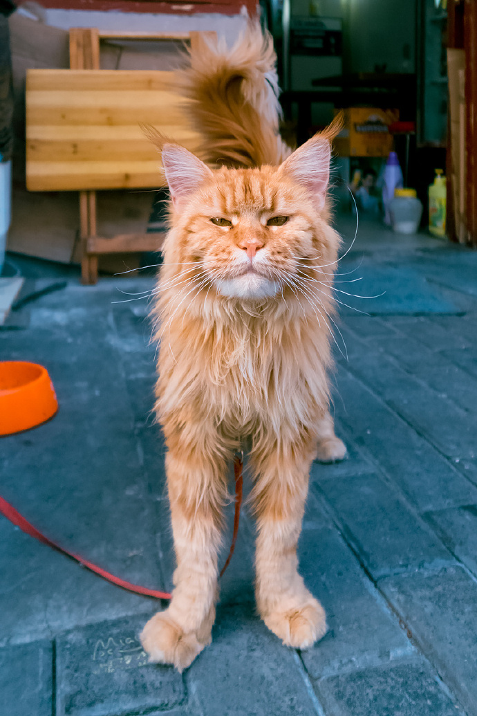 橘猫们的美丽摄影图片