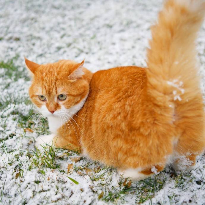 雪地里的神氣大橘