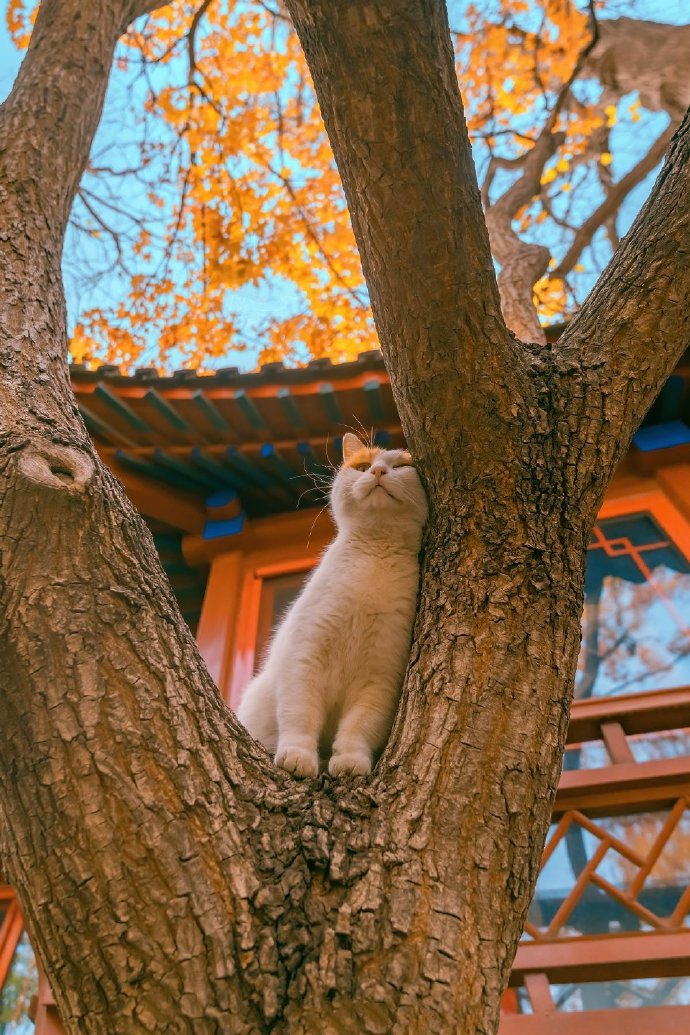 可以完美融入秋季景色的可爱猫咪图片