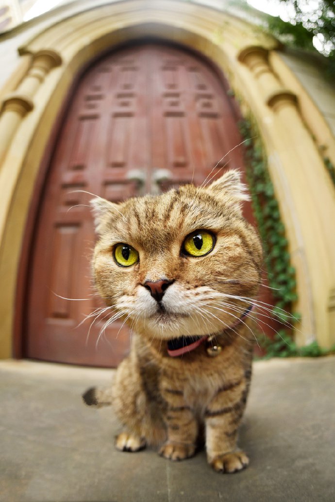 一组猫咪外景图片