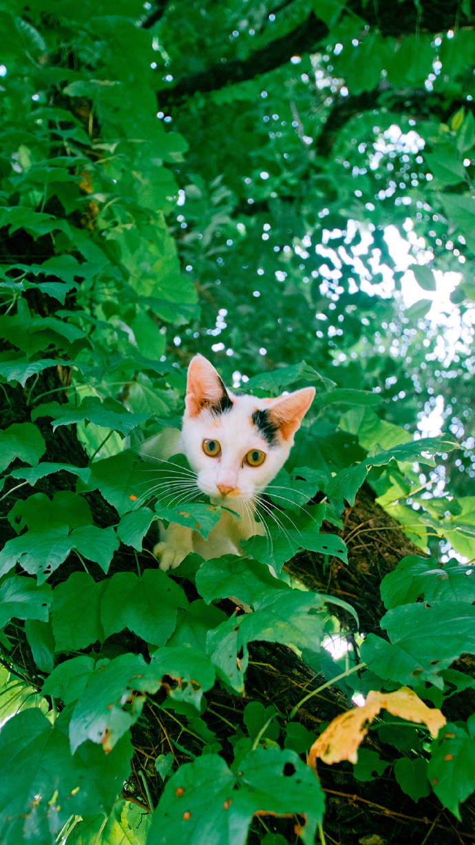 一组清凉的猫影壁纸图片