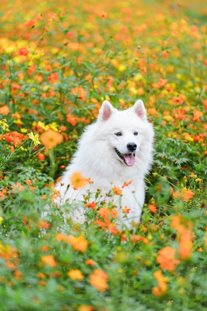 白色萨摩耶的浪漫花海写真