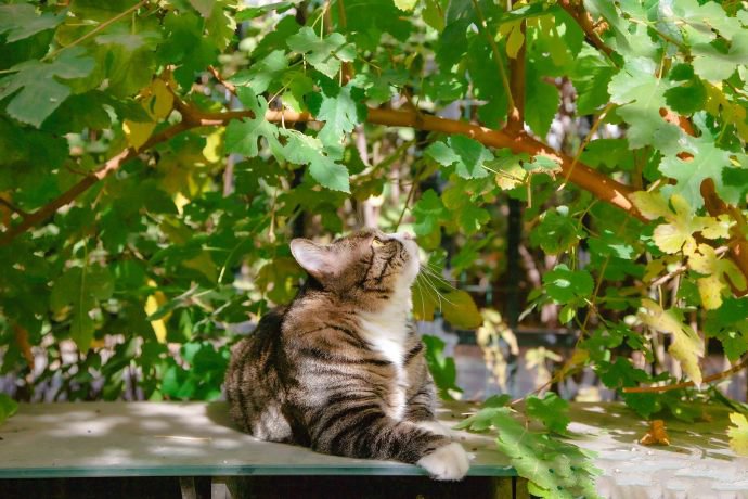 一组安静趴着的猫咪图片