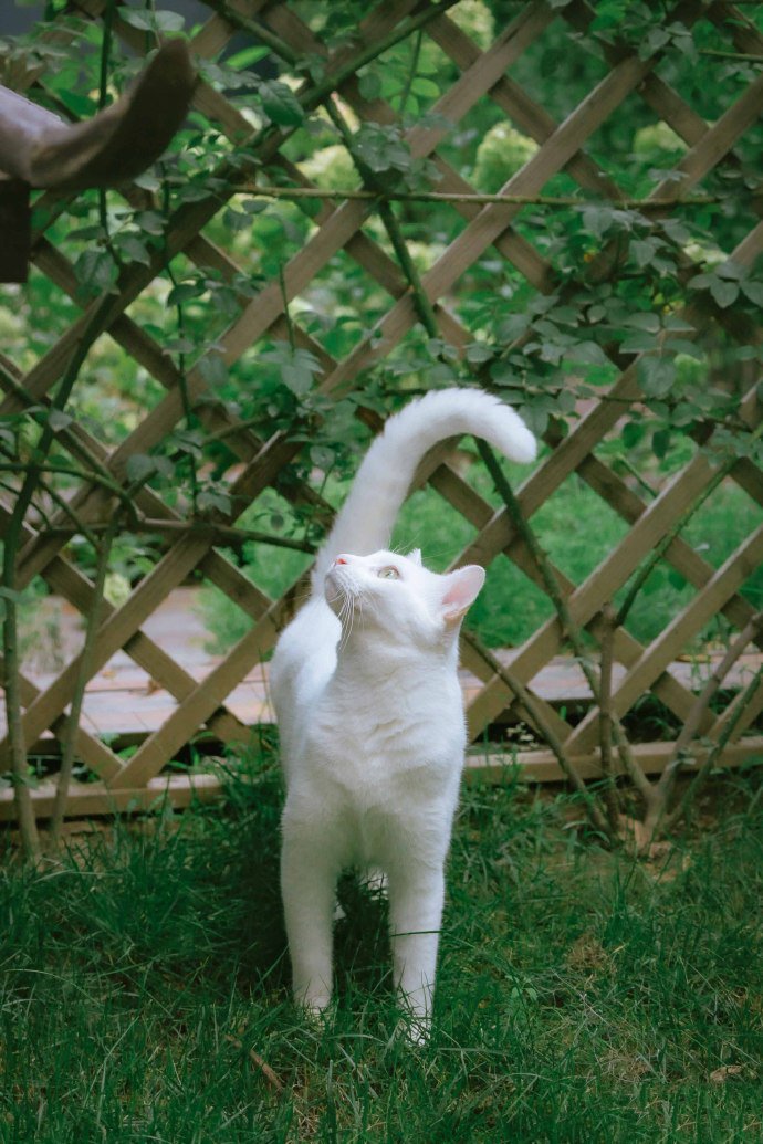 一群在花园里玩耍的猫咪图片