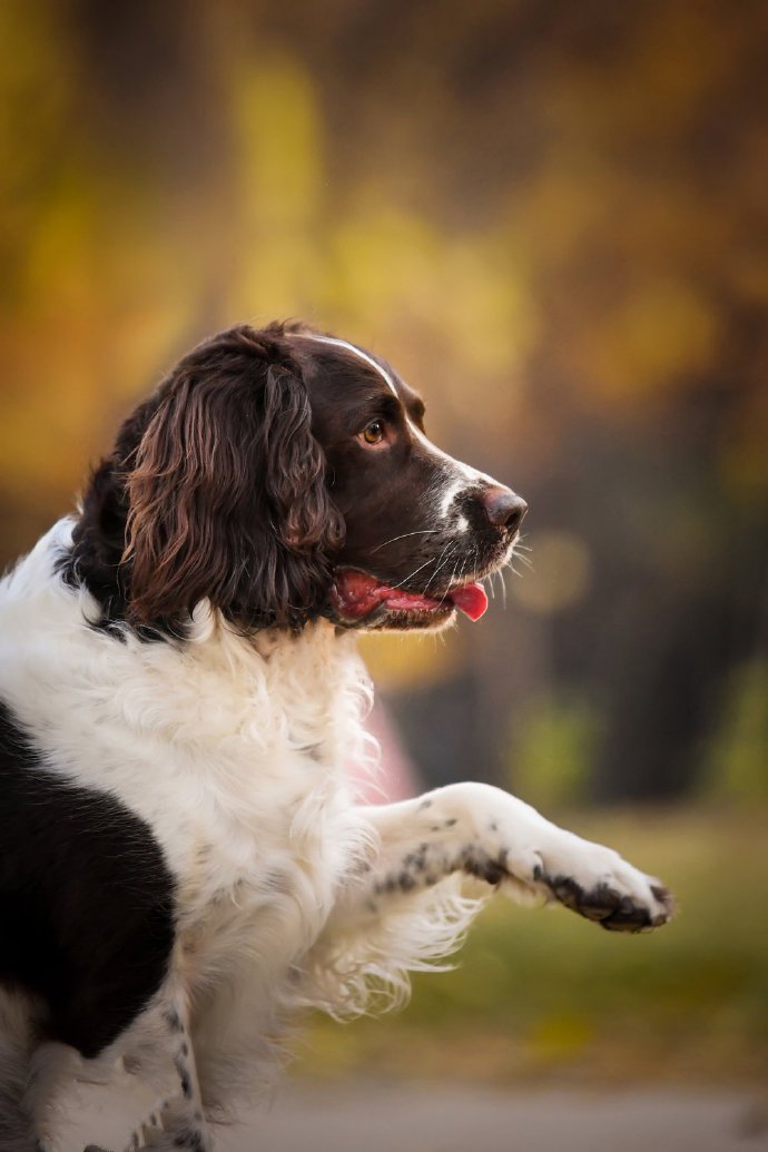 一组乖巧友善的史宾格犬图片