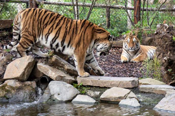 比利時天堂動物園的老虎們