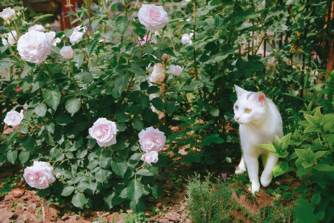 模样俊俏的白色猫咪