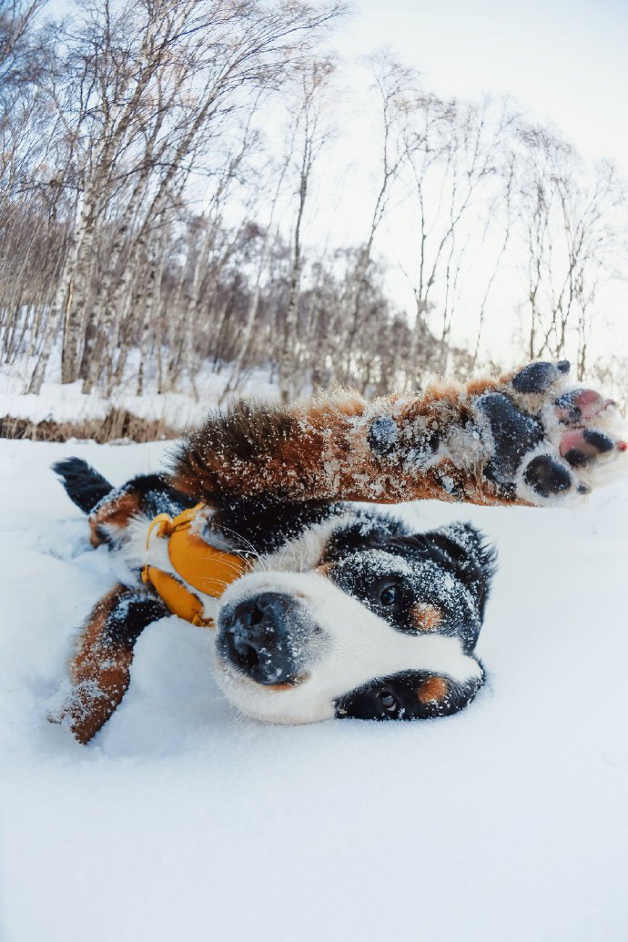 雪地上歡快跳動的狗狗們