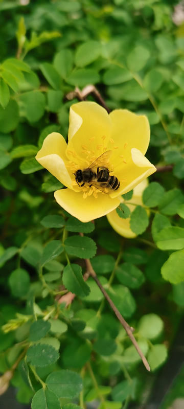 采花成蜜不畏辛苦穿梭在花朵中的勤劳小蜜蜂图片