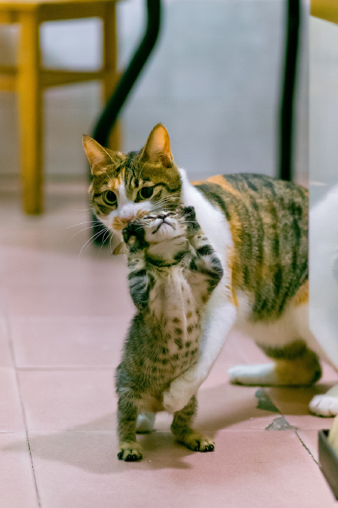 一组猫妈妈与猫宝宝相伴相随的图片