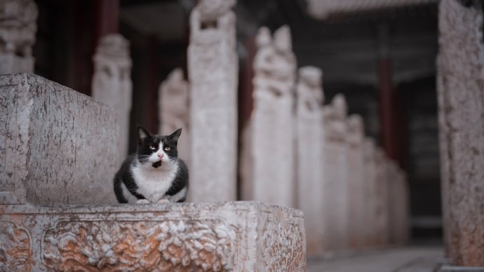 一只风华正茂的可爱猫