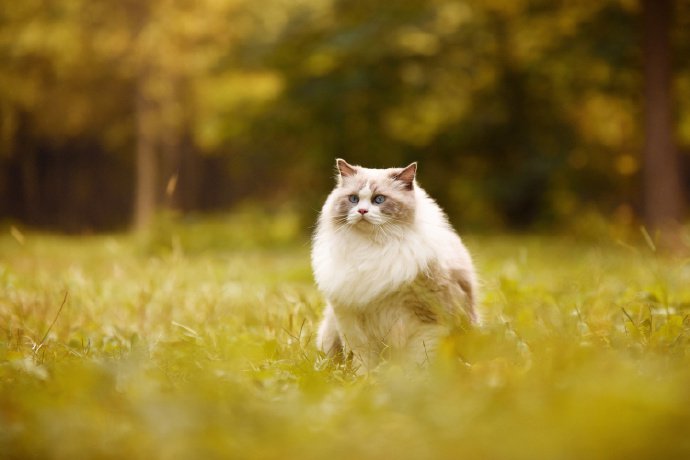 秋天里的布偶猫图片