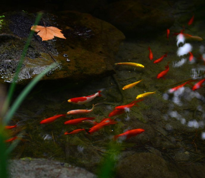 一組小溪游魚圖