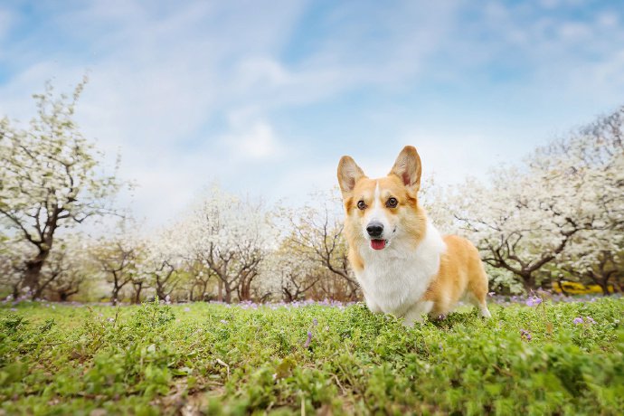 春日梨花树下的柯基犬摄影图片