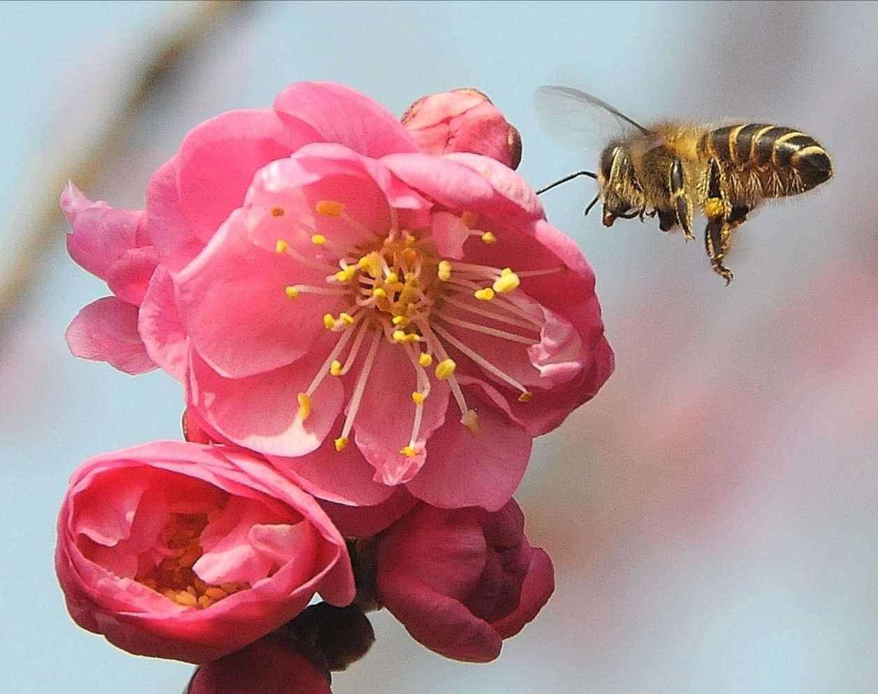 在梅花上采蜜的蜜蜂图片