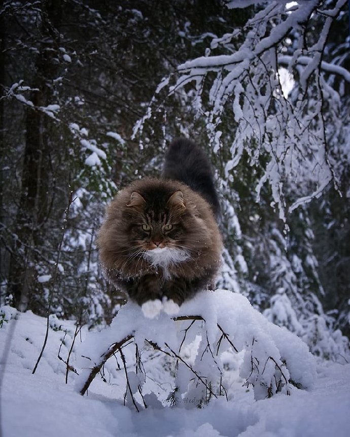 在雪地里飞驰的西伯利亚森林猫图片