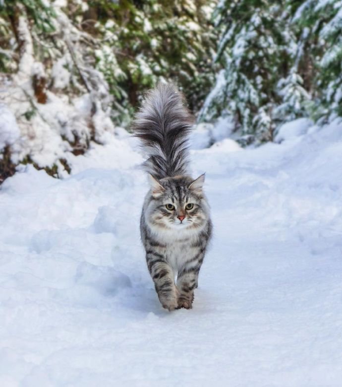 来自雪国的精灵猫猫