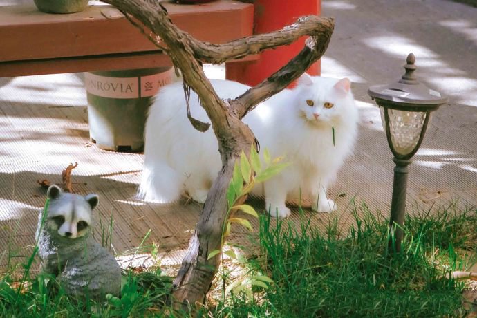 在户外游玩的猫咪图片