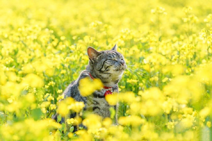 油菜花田里的猫咪图片