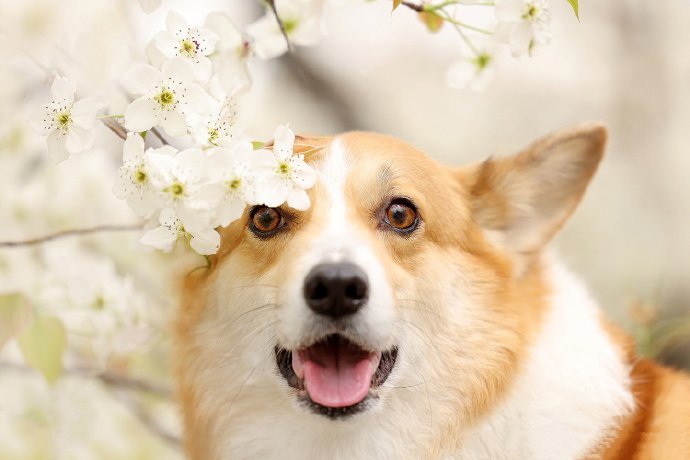 春日梨花树下的柯基犬摄影图片