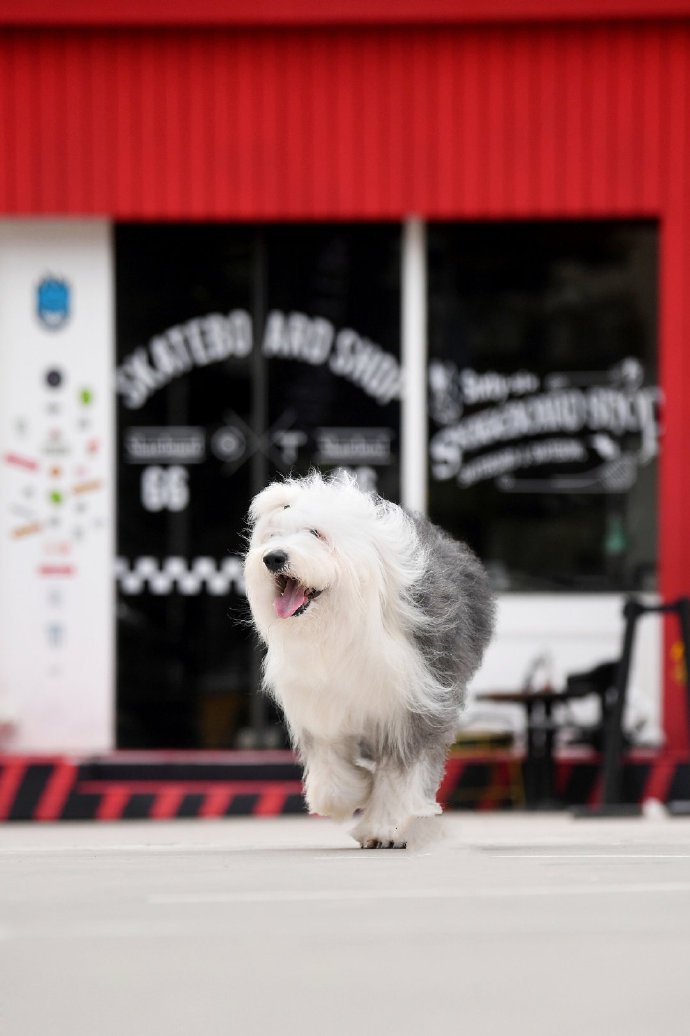 毛发飘逸的古牧犬图片