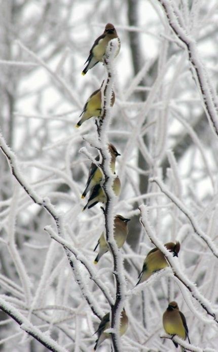 一组枝头上的雪松太平鸟图片