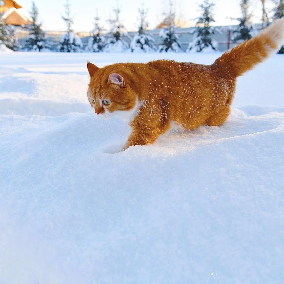 雄赳赳气昂昂跨过雪地的肥肥橘猫图片