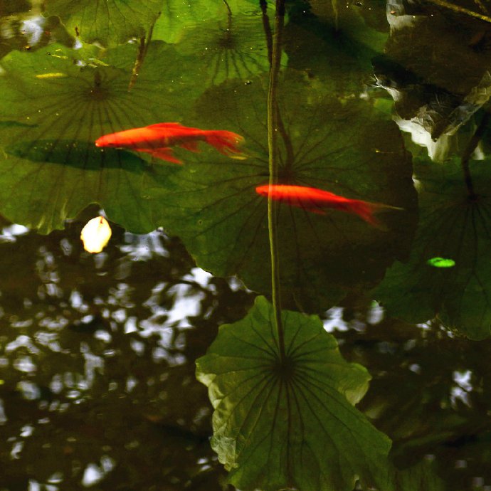 碧荷水中映，红鱼叶上游