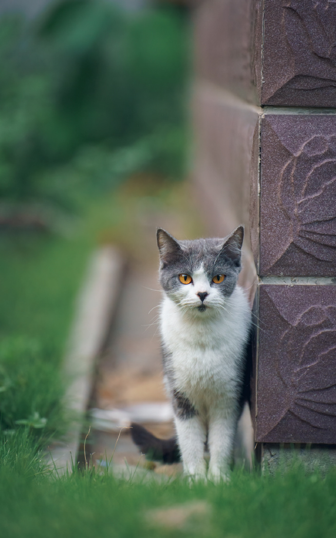 胆小警惕的野外猫咪