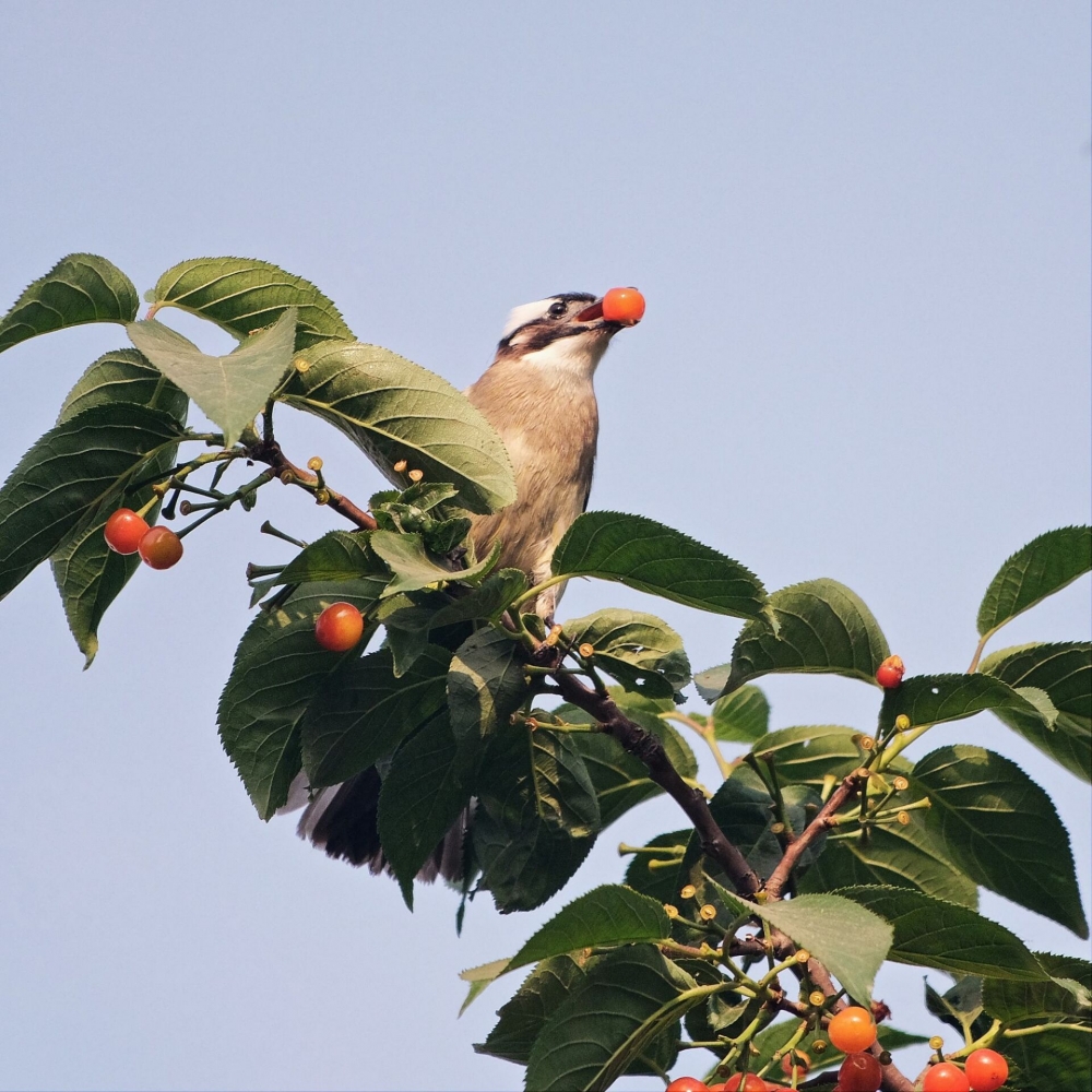 櫻桃樹(shù)上的小鳥(niǎo)圖片