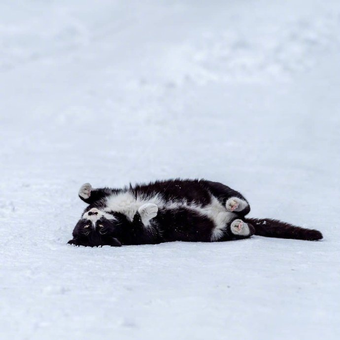 一组雪地里的猫咪图片