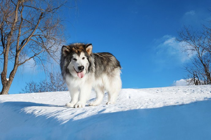 冰雪上的阿拉斯加狗狗圖片