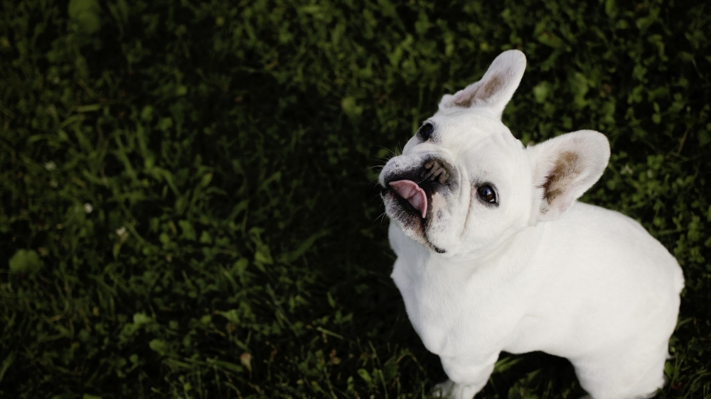 可愛(ài)法國(guó)斗牛犬高清桌面壁紙