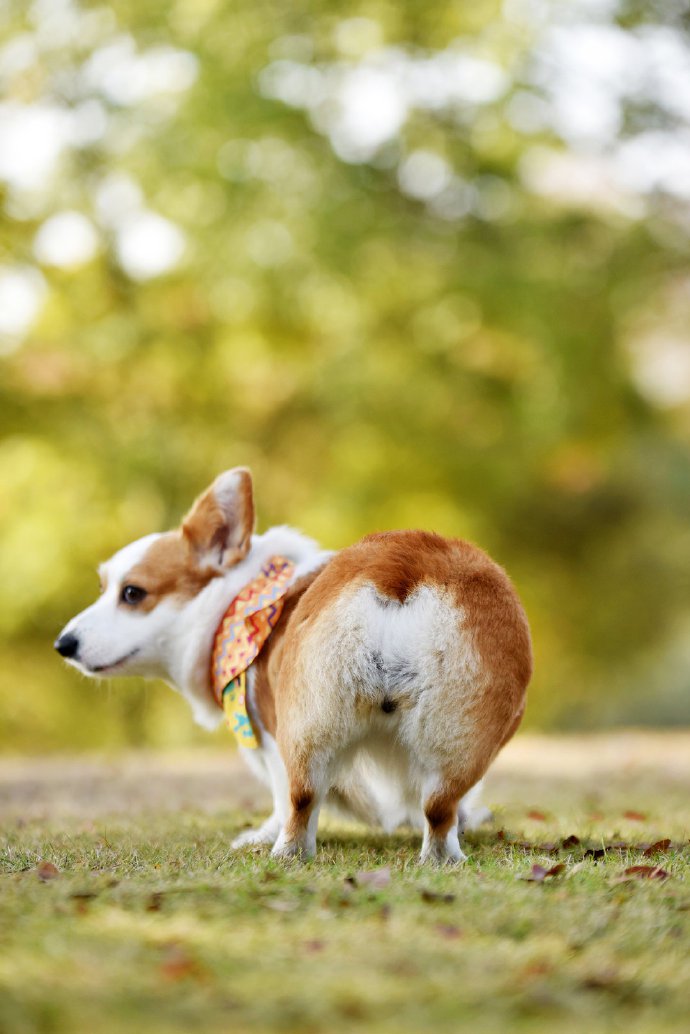 一只超爱笑的柯基犬图片