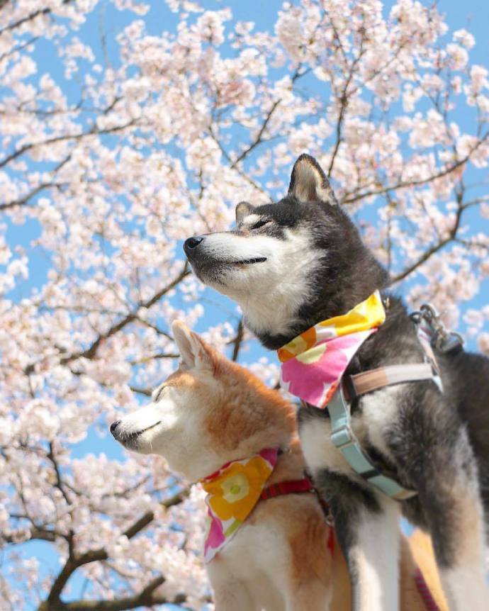 春日里的柴犬组合，太治愈了