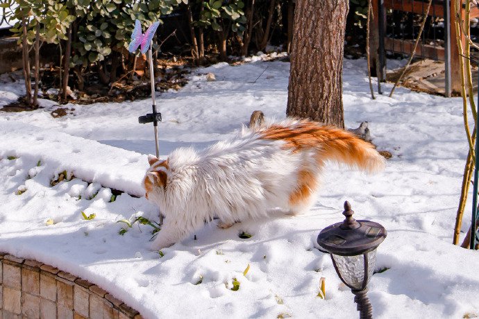 冬日雪地里的猫咪图片