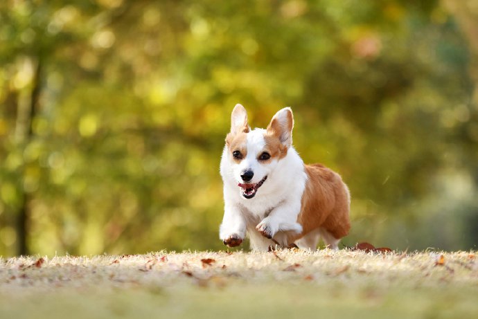 一只超爱笑的柯基犬图片