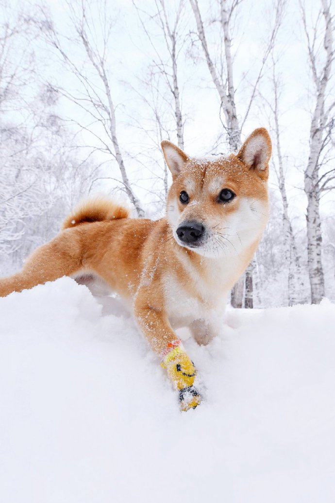 冬日雪景里的柴犬图片