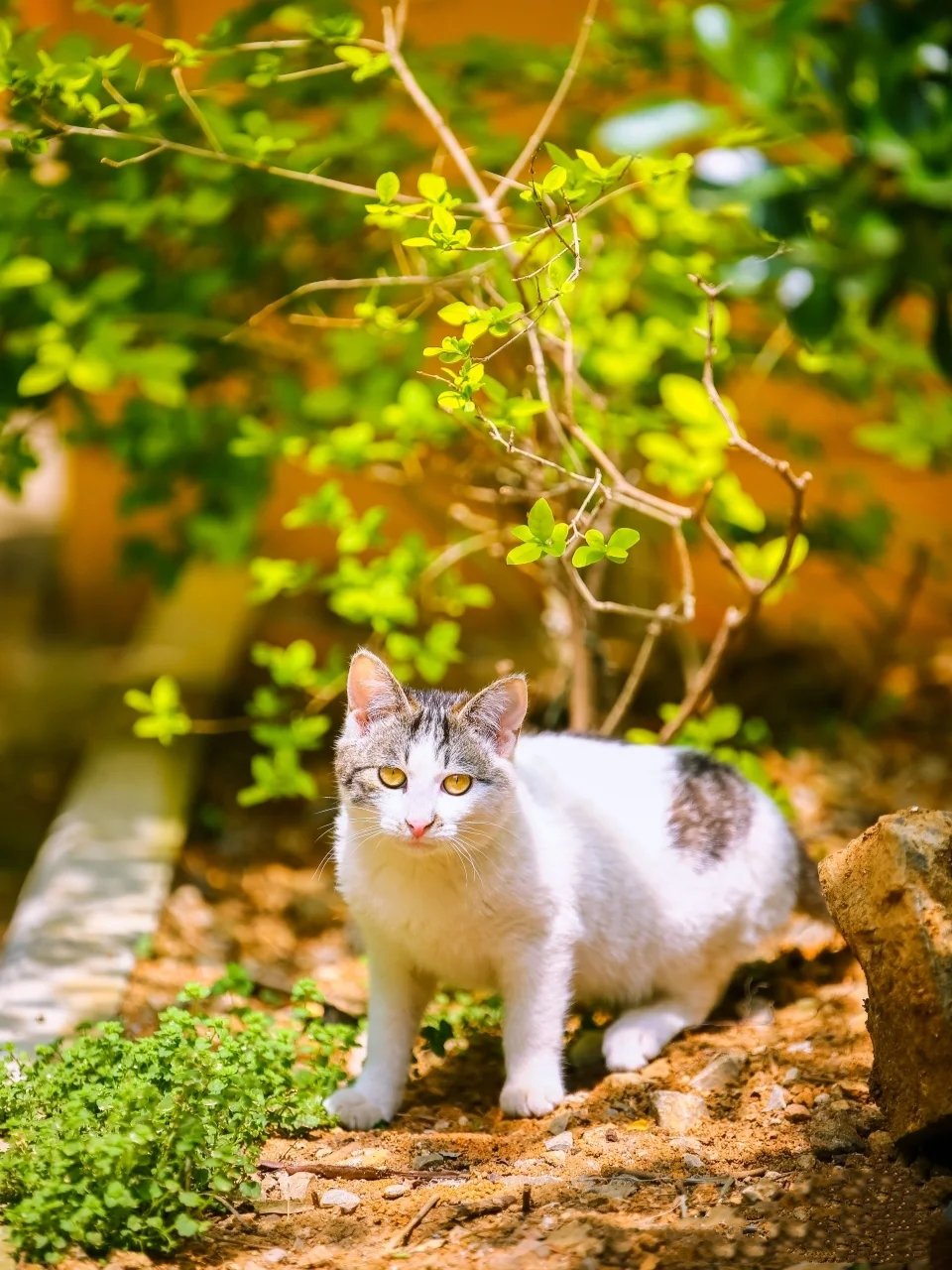 一组幼儿园门口自由暖晒的猫咪图片