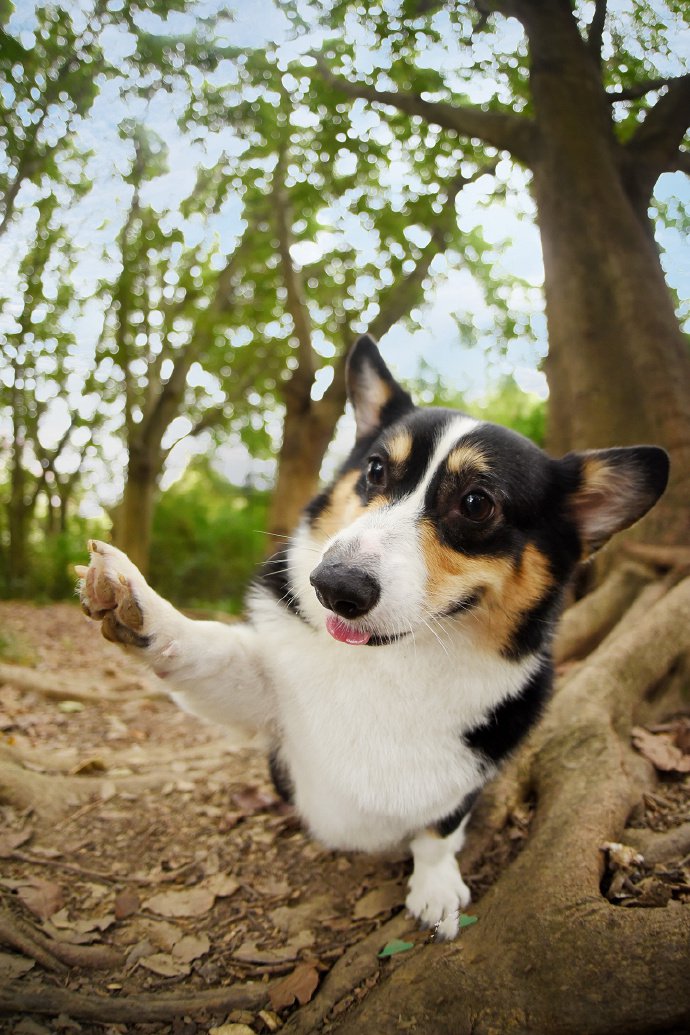 歡樂(lè)有愛的柯基犬圖片