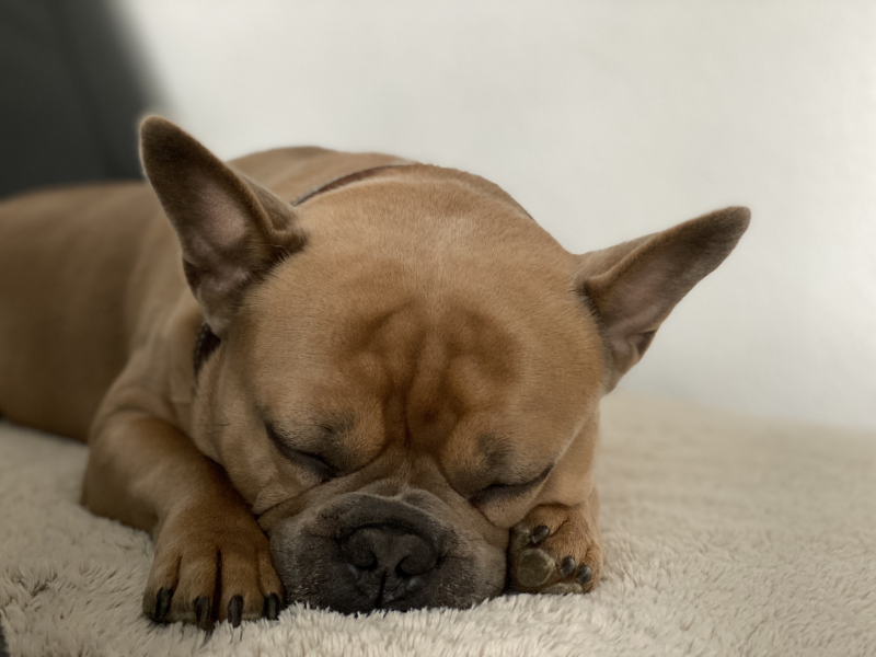 憨厚可愛的斗牛犬圖片