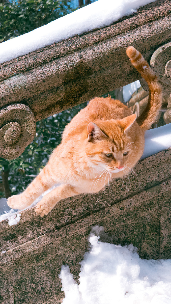 一组橘猫戏雪图片