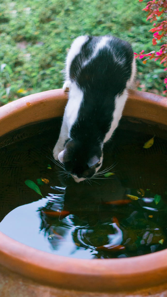 一组清凉的猫影壁纸图片